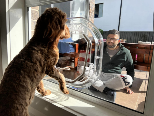 brown dog looking out glass dog door at owner