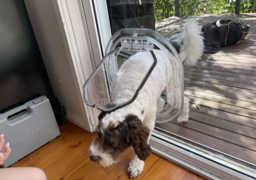 brown and white dog walking through a glass dog door