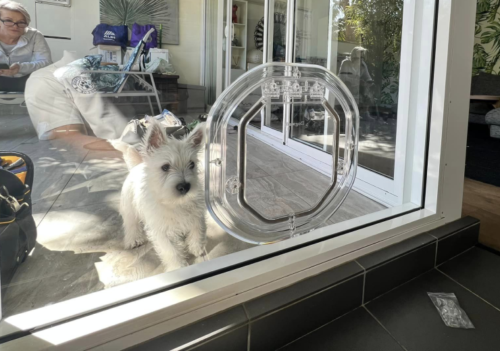 white dog waiting at glass dog door