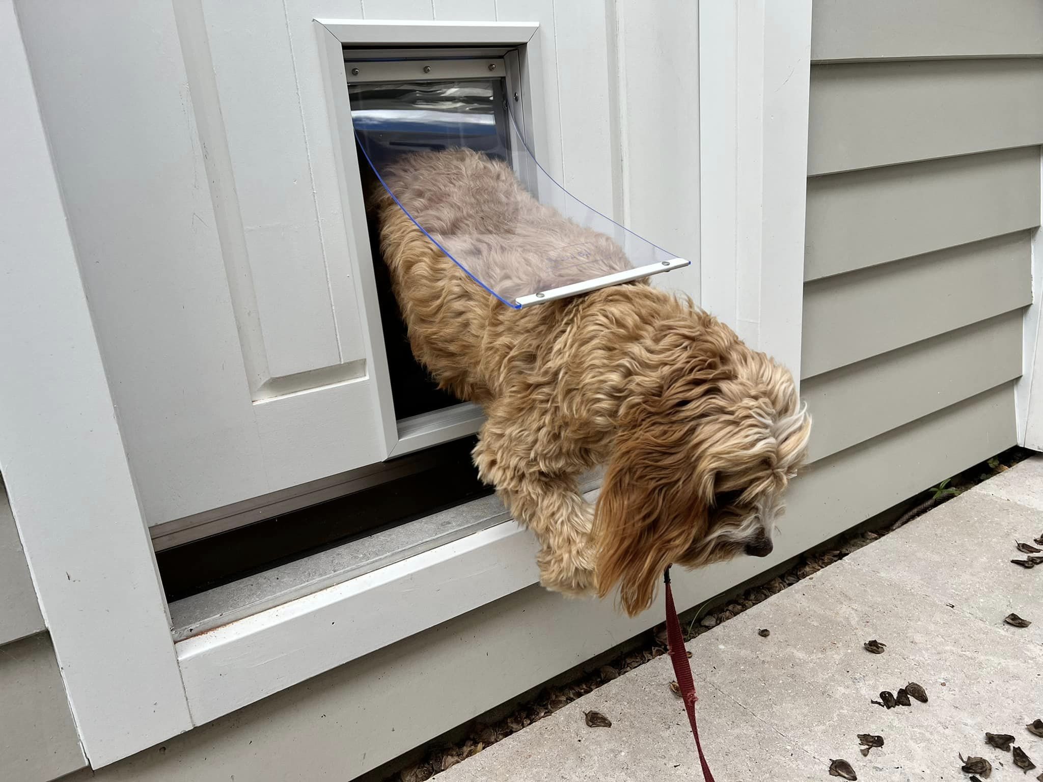 Timber Dog Doors