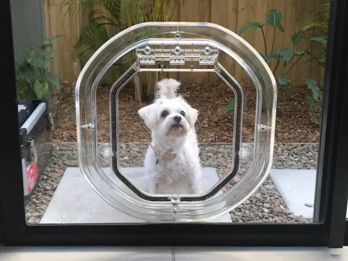 white dog standing at a glass dog door
