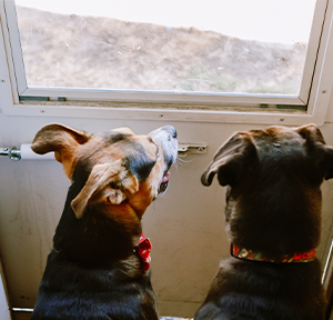 2 dogs looking out a window