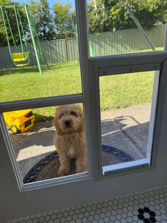 Dog near backyard door