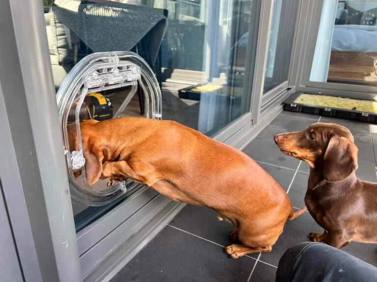Dog Door in Glass - Dog Door Installation Sydney