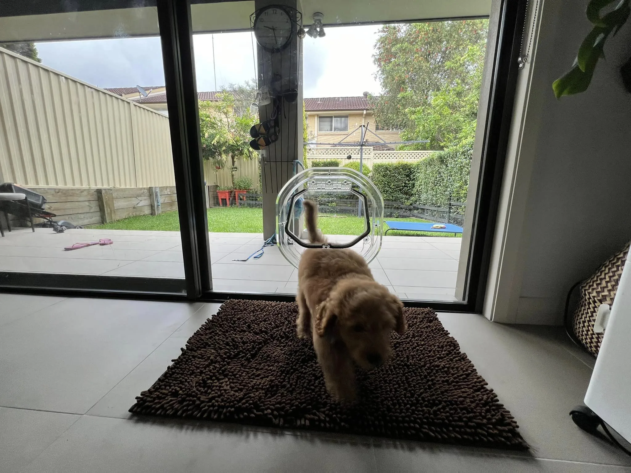 Screen door dog door