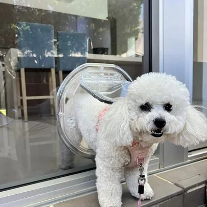Small Dog Door for Glass