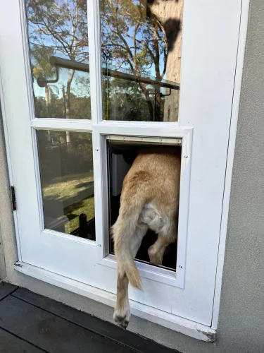 French Doors with Dog Door - Large & Medium Size - Dog Door Installation Sydney