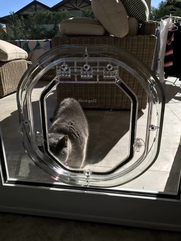 Cat Glass Doors & Installation Sydney Paws Petdoor