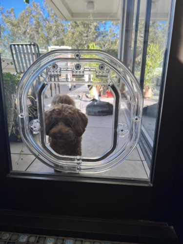 Glass Dog Doors - Dog Door Installation Sydney