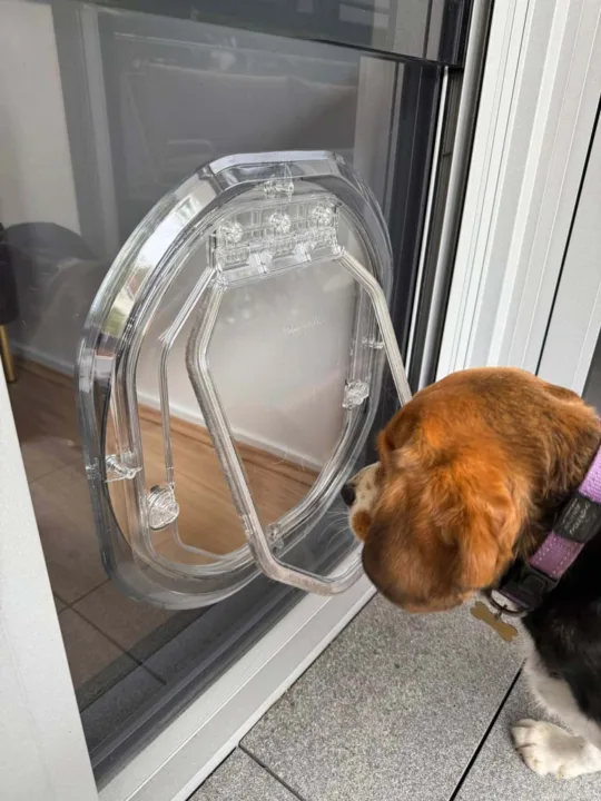 Pet Door Help with Separation Anxiety