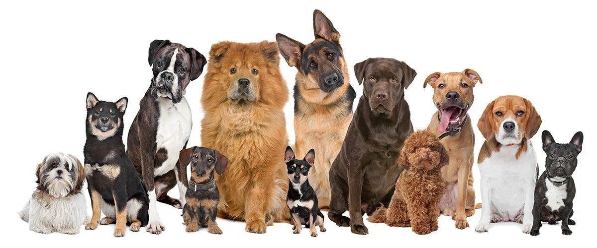 Different Dog door sizes for different dog breeds