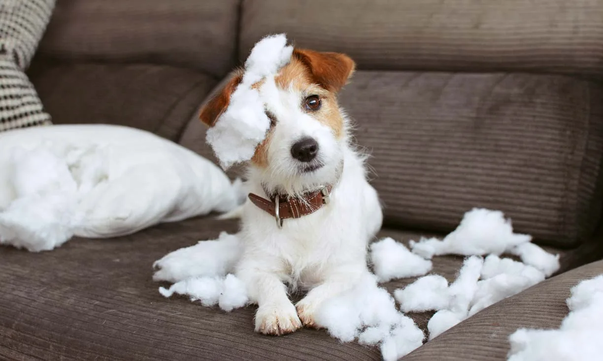 Dog-Proofing 101: Setting Up Your Home for a New Puppy -