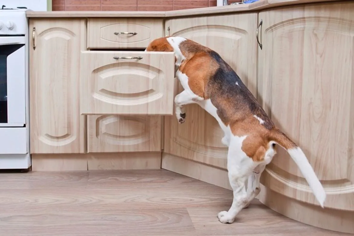 Dog proofing a kitchen
