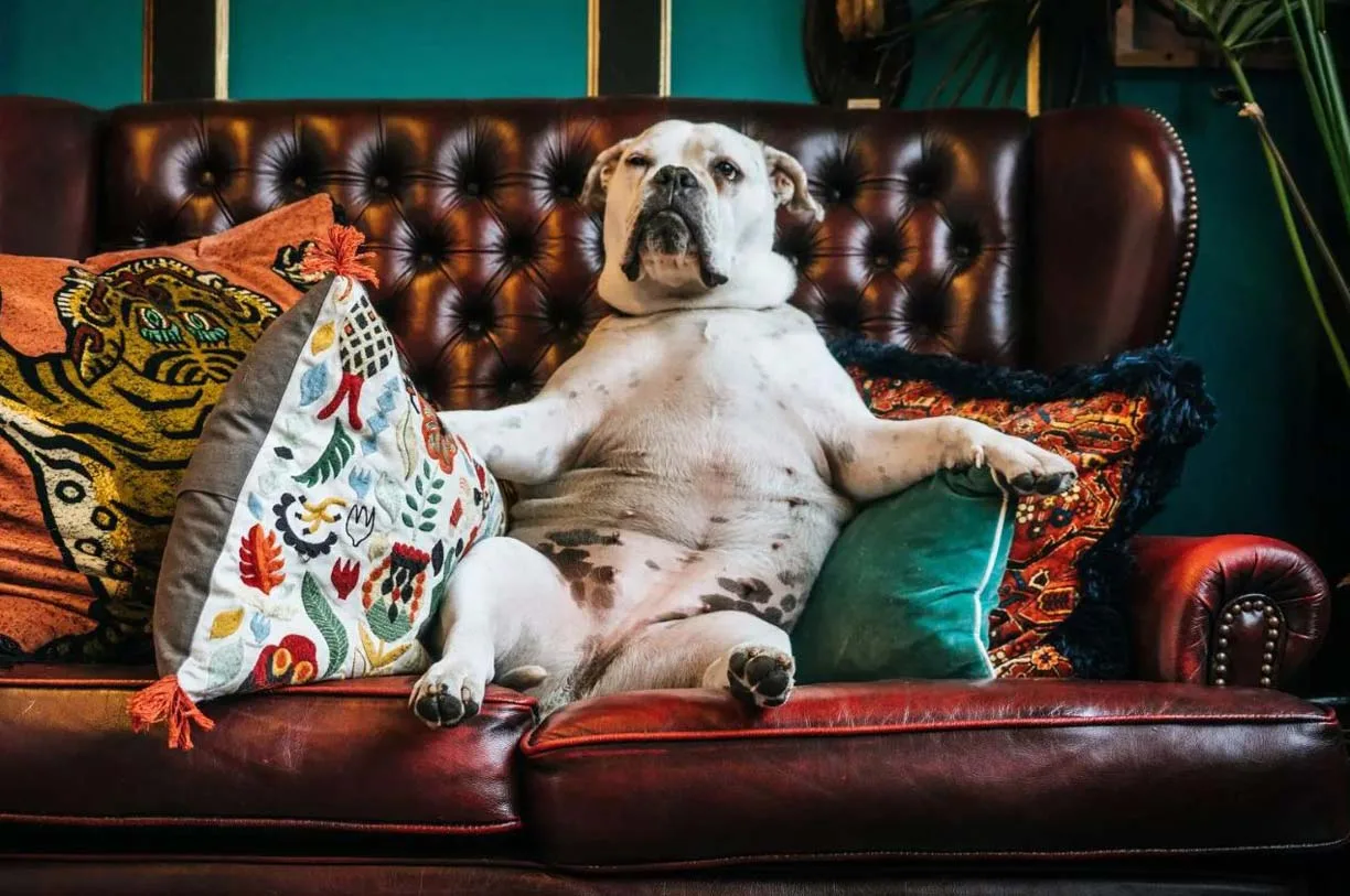 dog proofing living room