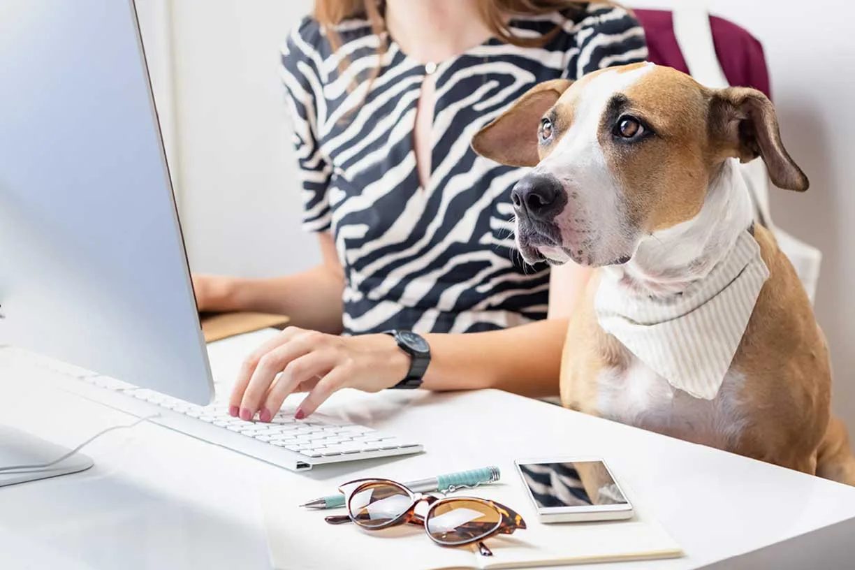 Working from Home with a Pet - How to Avoid Interruptions
