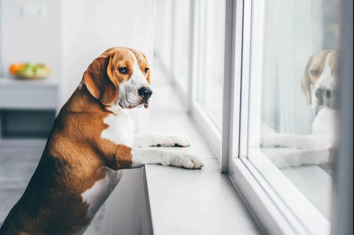 Is your pet lonely when you're not home?