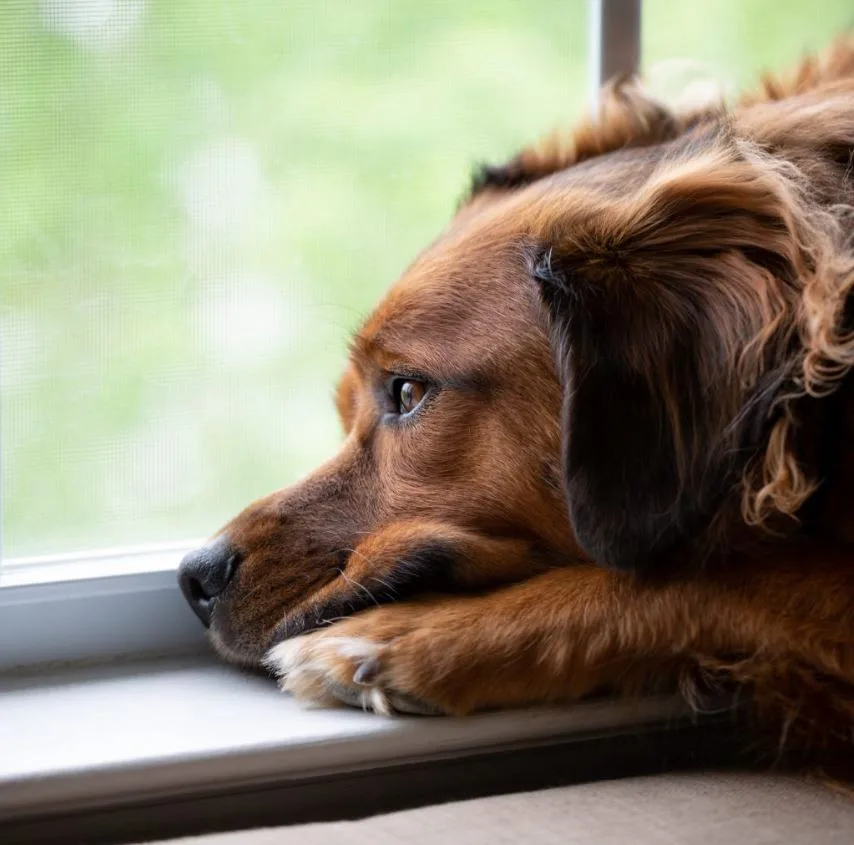 Is your pet lonely when you're not home?