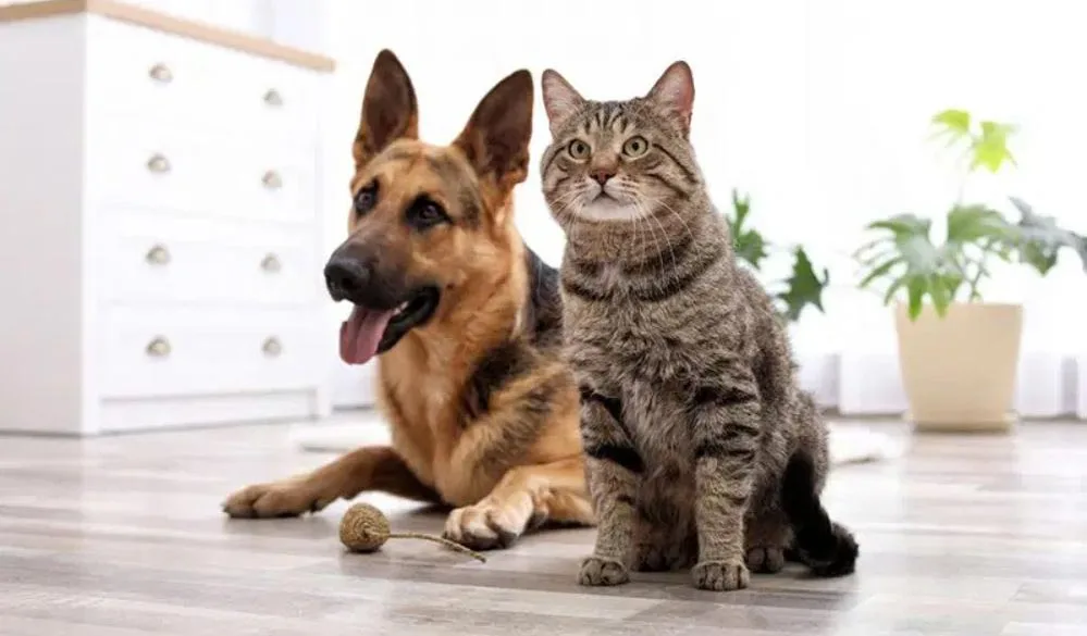Exercise and Behaviour in Cats & Dogs