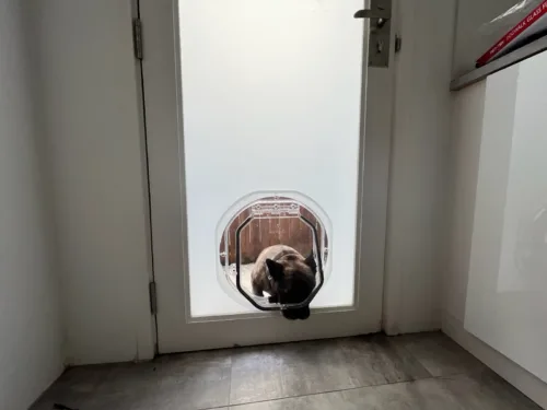 A cat sitting in a round cat door fitted into a frosted glass door