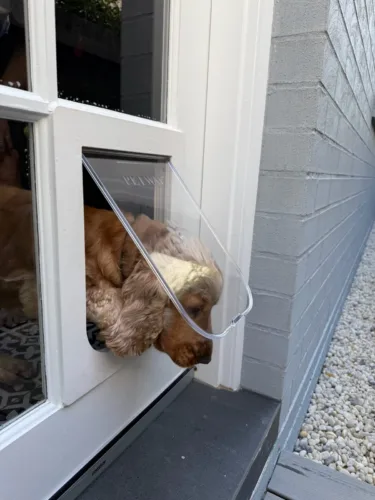 A golden cocker spaniel pushing through a dog door fitted into a white French door