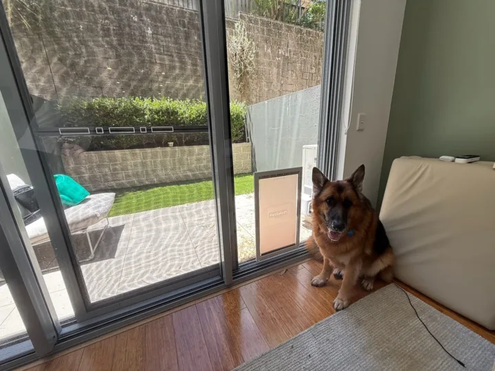 A German Shepherd sitting beside an extra large dog door in a glass sliding door