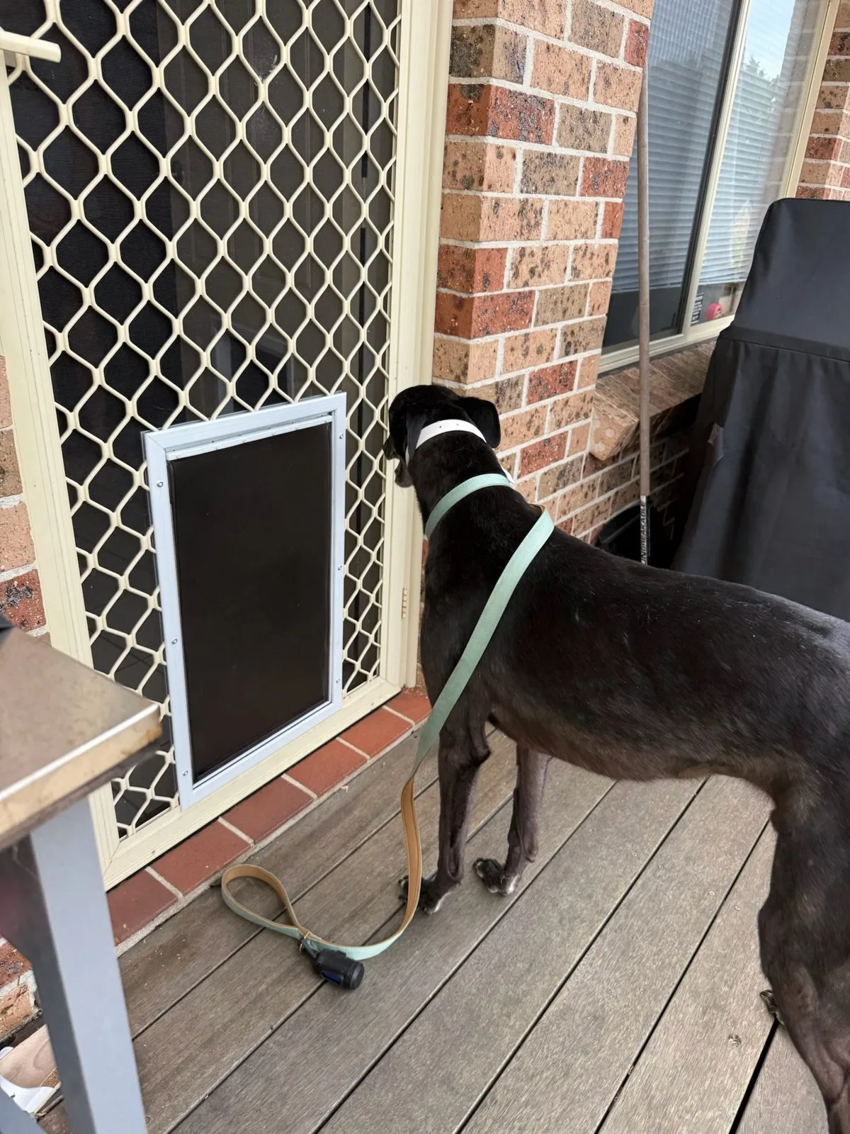 A greyhound on a lead standing beside a large dog door in a diamond grille security screen door