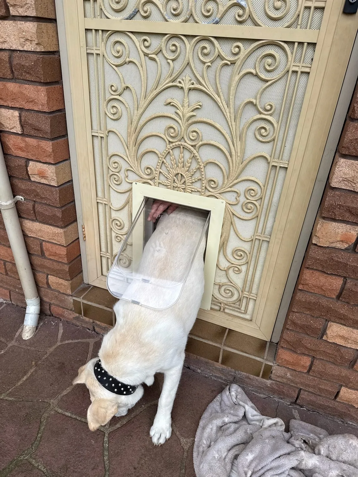 A Labrador pushing through a dog door fitted into an ornate cream security screen door