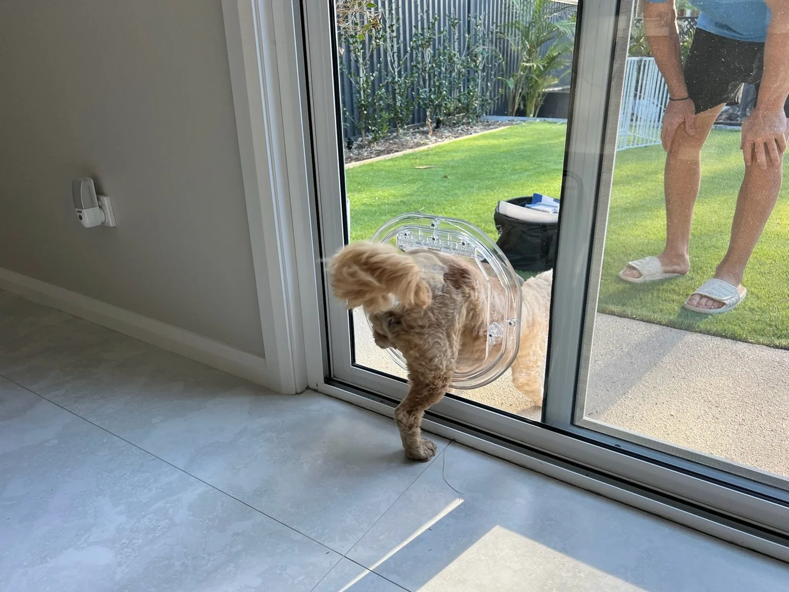 A small curly-coated dog stepping through a clear dog door in a glass sliding door