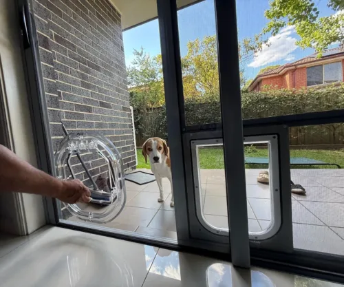 A beagle waiting outside a glass door while a hand pushes the flap of a clear pet door cut into the glass