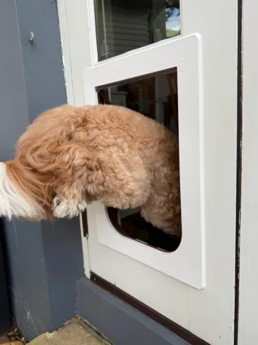 A fluffy golden dog pushing its head through a pet door fitted in a white French door