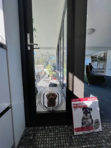 A dog looking through a round clear pet door cut into a black-framed glass door