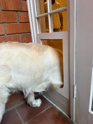 A fluffy white dog stepping through a pet door fitted in a French door