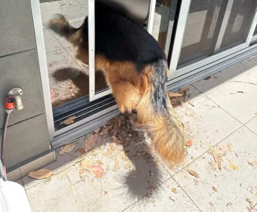 A German Shepherd walking through an extra large dog door in a glass sliding door