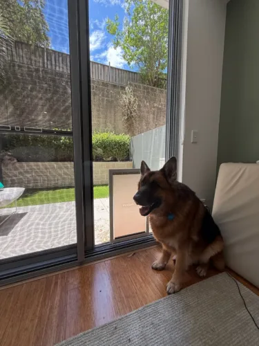 A German Shepherd sitting inside beside an extra large dog door in a glass sliding door