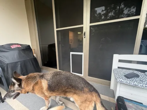 A German Shepherd walking past an extra large dog door in a sliding glass door with a security screen