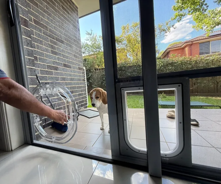 An installer fitting a clear pet door to a glass door as a beagle waits by the screen door pet door